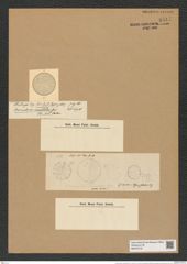 Coscinodiscus crenulatus Grun. (de-Toni-Nr.: Genus 202, Species 4929) Zeichnungen Sammlung Grunow Nr. 8511 (NHMW-BOT-W0378132)